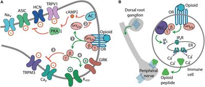 Advances in Achieving Opioid Analgesia Without Side Effects